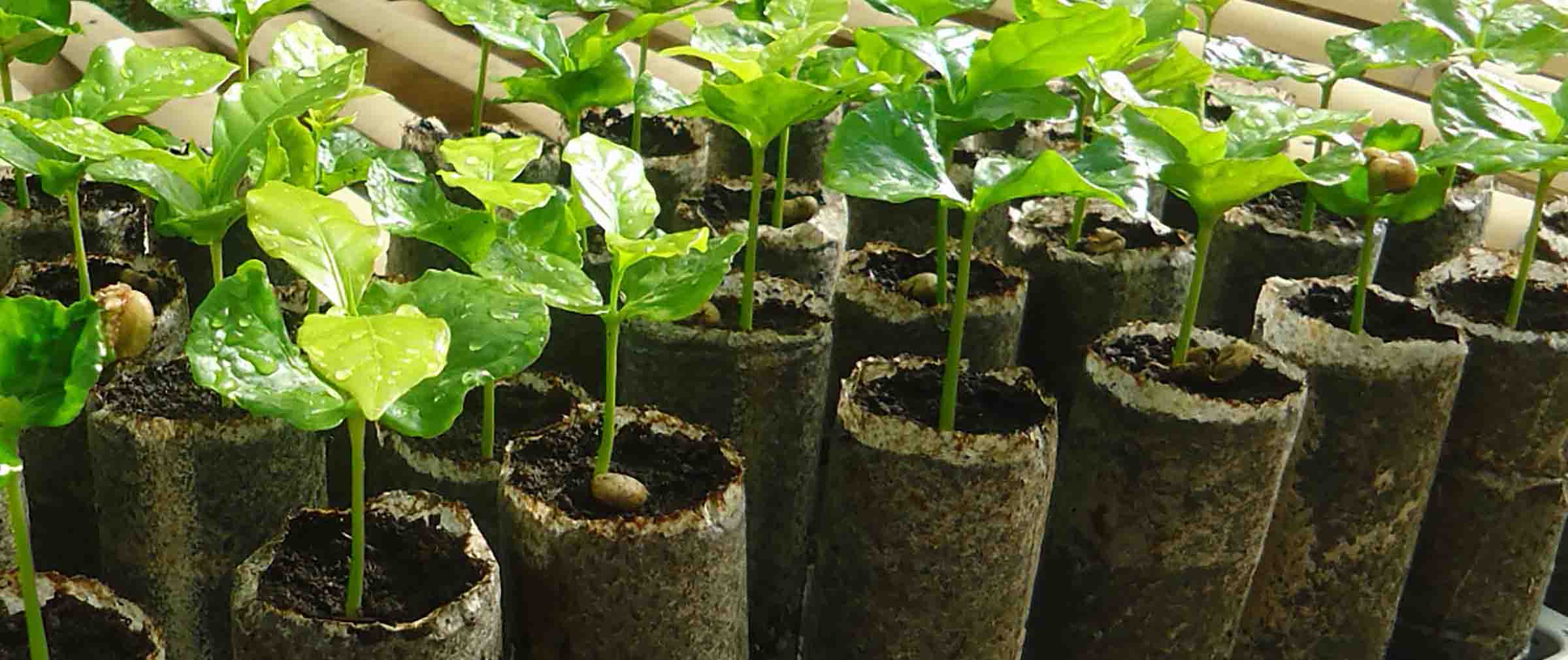 2400x1010_coffee_plants.jpg
