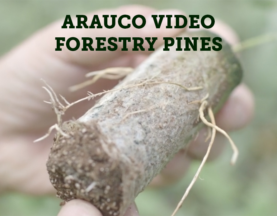 890X694_ARAUCO VIDEO.jpg