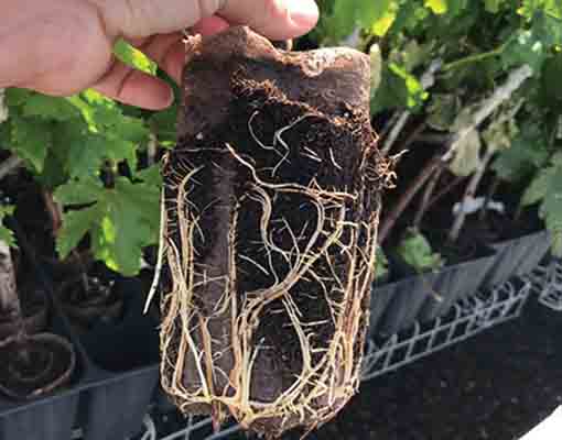 510X400 Ellepot Quality Roots