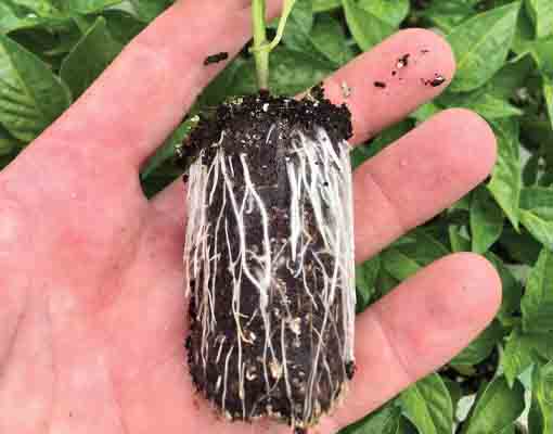 510X400 Ellepot Roots