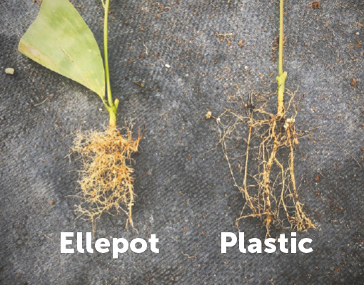 510X400 Root Development Ellepot Paper Vs. Plastic Tubettes: Inserters.