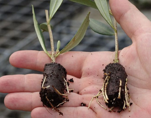 Elllepot propagation of Olives Root air pruning enhanced by Ellepot’s specially developed technologies in papers