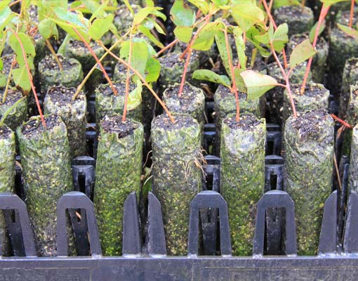 Eucalyptus & Forestry Propagation Ellepot Tray® for 35mm Ellepot – Nesting