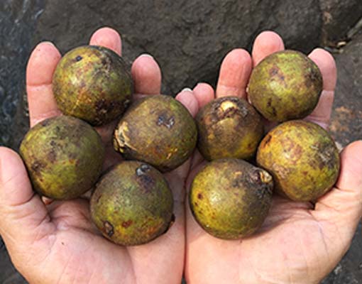 biodegradable Ellepot paper pots are transforming the production of macauba pre-seedlings