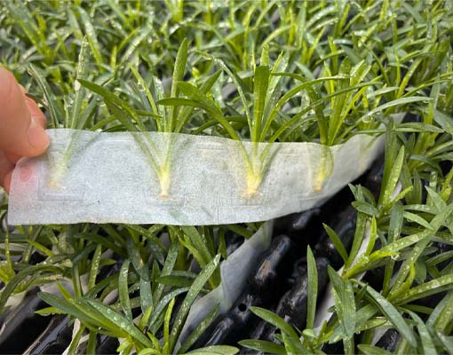 RCS® 2.0 roots cuttings in biodegradable paper pockets without conventional rooting substrate