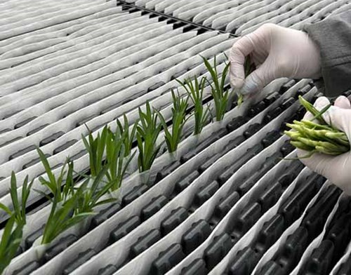 RCS® 2.0 roots cuttings in biodegradable paper pockets